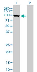 MFN1 Antibody in Western Blot (WB)