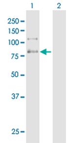 C9ORF86 Antibody in Western Blot (WB)