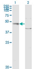 C20orf31 Antibody in Western Blot (WB)