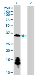 CHGN Antibody in Western Blot (WB)