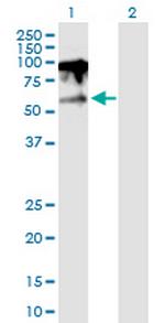 IQWD1 Antibody in Western Blot (WB)