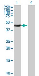 ACTR10 Antibody in Western Blot (WB)