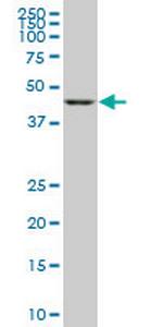 GSDML Antibody in Western Blot (WB)