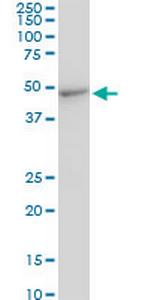 CMAS Antibody in Western Blot (WB)