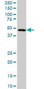 LANCL2 Antibody in Western Blot (WB)