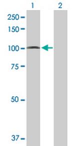 PCDHGA5 Antibody in Western Blot (WB)