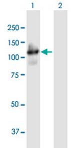 PCDHGA4 Antibody in Western Blot (WB)