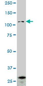 PCDHGA2 Antibody in Western Blot (WB)