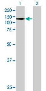 PCDHA4 Antibody in Western Blot (WB)