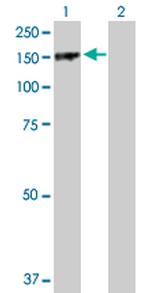 PARD3 Antibody in Western Blot (WB)