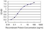 IL1F9 Antibody in ELISA (ELISA)