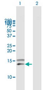 CCL28 Antibody in Western Blot (WB)