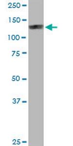 EIF4ENIF1 Antibody in Western Blot (WB)