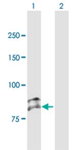 SEMA3G Antibody in Western Blot (WB)