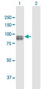 SEMA3G Antibody in Western Blot (WB)