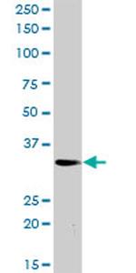 PLSCR3 Antibody in Western Blot (WB)