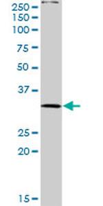 PLSCR3 Antibody in Western Blot (WB)