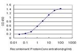 SMURF1 Antibody in ELISA (ELISA)