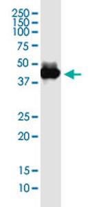 KIAA1191 Antibody in Western Blot (WB)