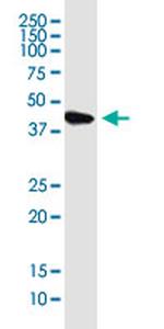 KIAA1191 Antibody in Western Blot (WB)