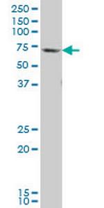 GATAD2B Antibody in Western Blot (WB)