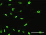 XPO5 Antibody in Immunocytochemistry (ICC/IF)