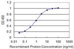 SRGAP1 Antibody in ELISA (ELISA)