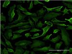 SRGAP1 Antibody in Immunocytochemistry (ICC/IF)