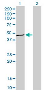 TRIB3 Antibody in Western Blot (WB)