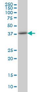 TRIB3 Antibody in Western Blot (WB)