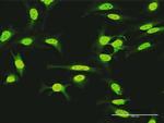 KIAA1967 Antibody in Immunocytochemistry (ICC/IF)