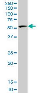 PTBP2 Antibody in Western Blot (WB)