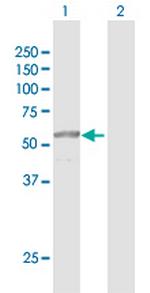 PRUNE Antibody in Western Blot (WB)