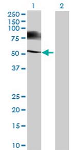 TSKS Antibody in Western Blot (WB)