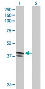 EDA2R Antibody in Western Blot (WB)