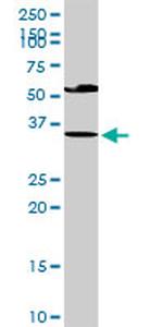 EDA2R Antibody in Western Blot (WB)