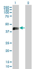 EDA2R Antibody in Western Blot (WB)