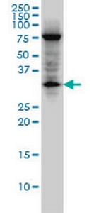 EDA2R Antibody in Western Blot (WB)