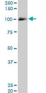 EXOC4 Antibody in Western Blot (WB)