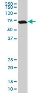 TGIF2 Antibody in Western Blot (WB)