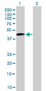 SAV1 Antibody in Western Blot (WB)