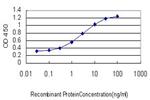 SAV1 Antibody in ELISA (ELISA)