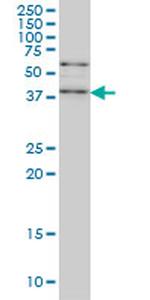 SAV1 Antibody in Western Blot (WB)