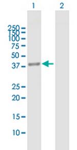 MRPS35 Antibody in Western Blot (WB)