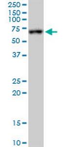 FKBP10 Antibody in Western Blot (WB)