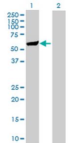 SH2D4A Antibody in Western Blot (WB)