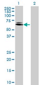 LOC63929 Antibody in Western Blot (WB)