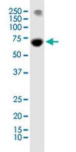 PRDM14 Antibody in Western Blot (WB)