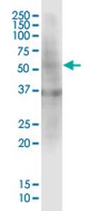 PRDM14 Antibody in Western Blot (WB)