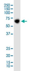 PRDM14 Antibody in Western Blot (WB)